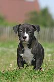 AMSTAFF  PUPPIES 236